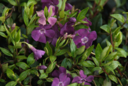 Vinca minor 'Atropurpurea' bestellen